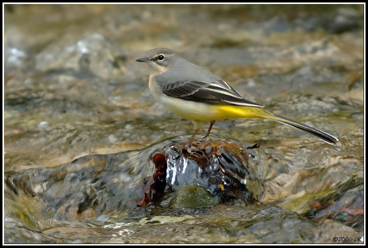 Grey wagtail - Motacilla cinerea