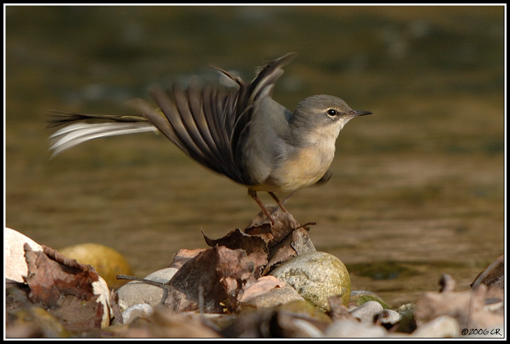 Grey wagtail - Motacilla cinerea