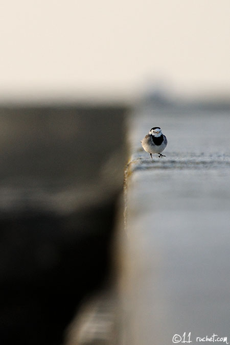 Bergeronnette grise - Motacilla alba