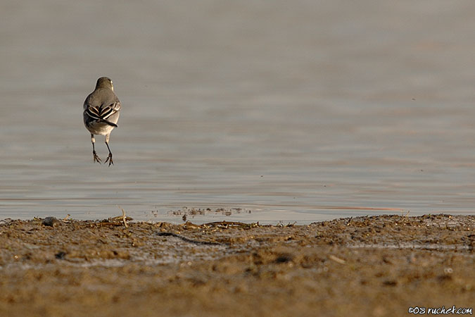 Bergeronnette grise - Motacilla alba