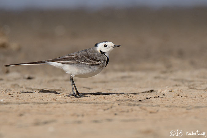 White wagtail - Motacilla alba