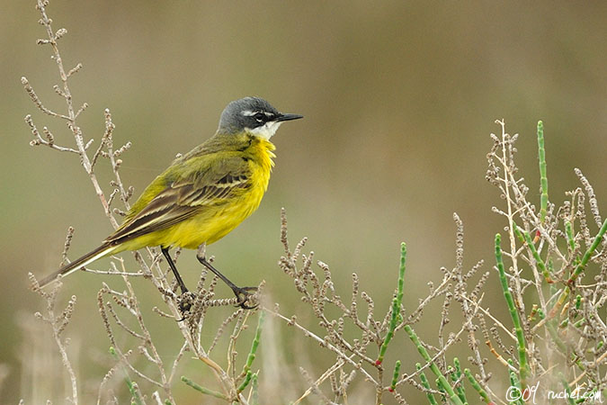 Cutrettola iberica - Motacilla flava iberiae