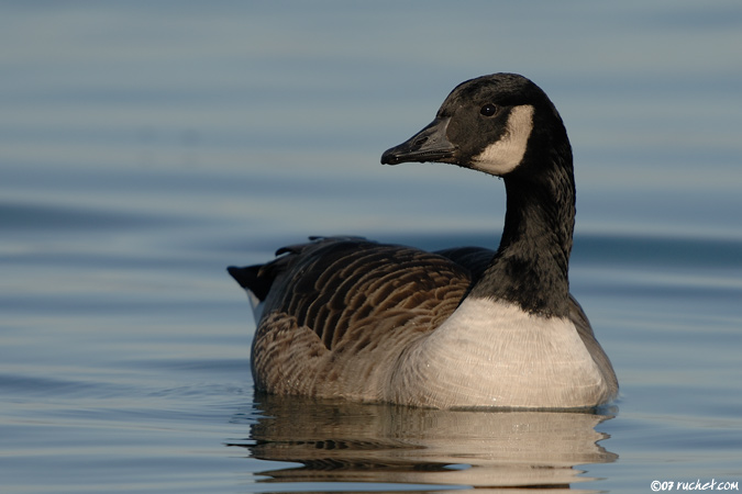 Canada Goose - Branta canadensis