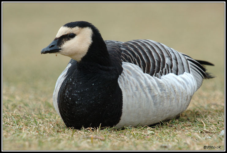 Weißwangengans - Branta leucopsis