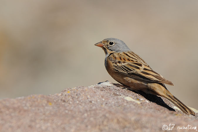 Bruant cendrillard - Emberiza caesia