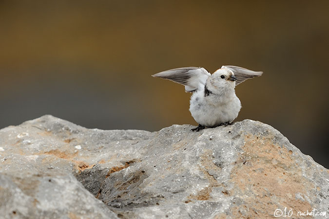 Snow Bunting - Plectrophenax nivalis