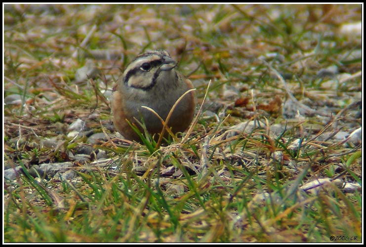 Rock Bunting - Emberiza cia