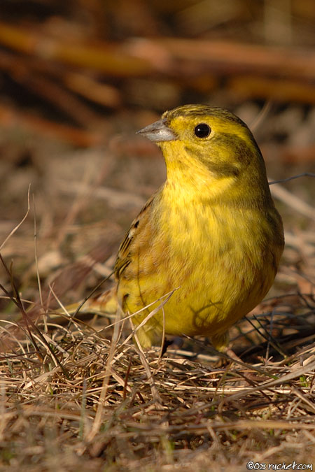 Goldammer - Emberiza citrinella
