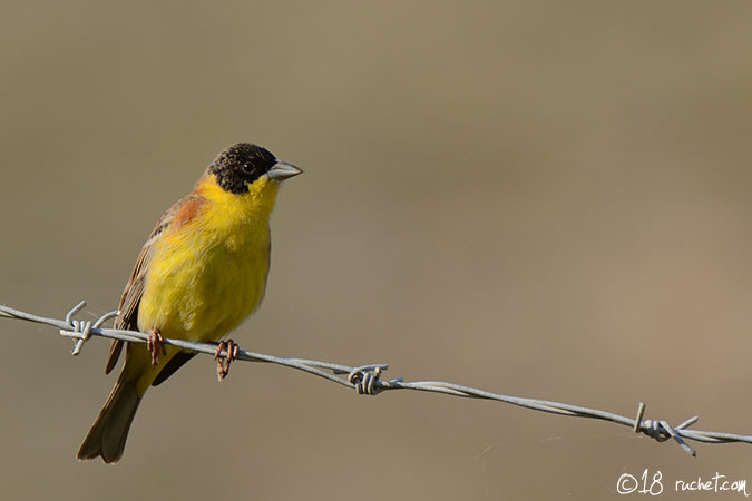 Black-headed bunting - Emberiza melanocephala