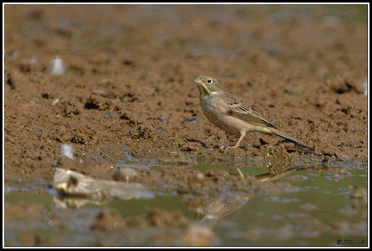 Bruant ortolan - Emberiza hortulana