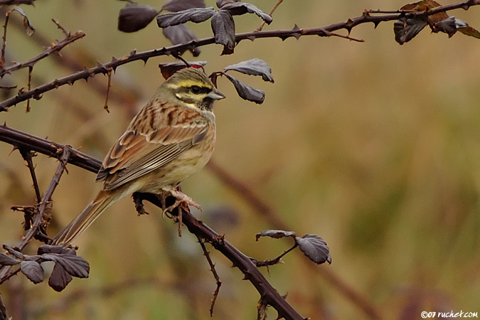 Bruant zizi - Emberiza cirlus
