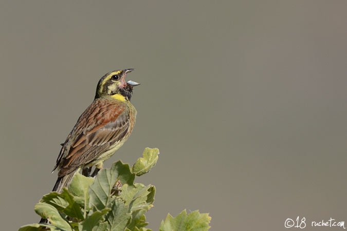 Zaunammer - Emberiza cirlus