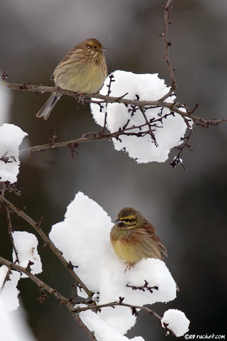 Zaunammer - Emberiza cirlus