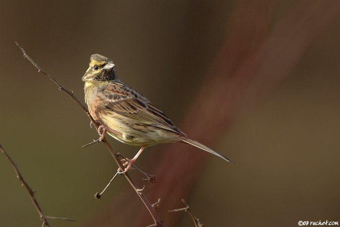 Zaunammer - Emberiza cirlus