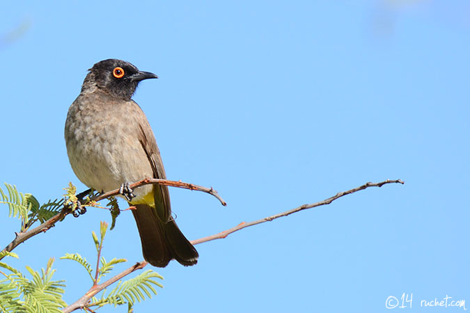 Bulbul brunoir - Pycnonotus nigricans