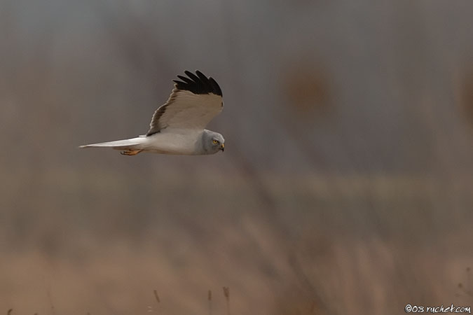 Busard Saint-Martin - Circus cyaneus