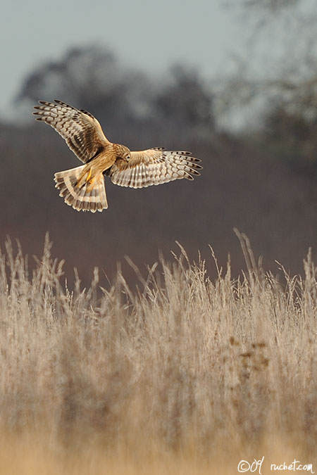 Kornweihe - Circus cyaneus