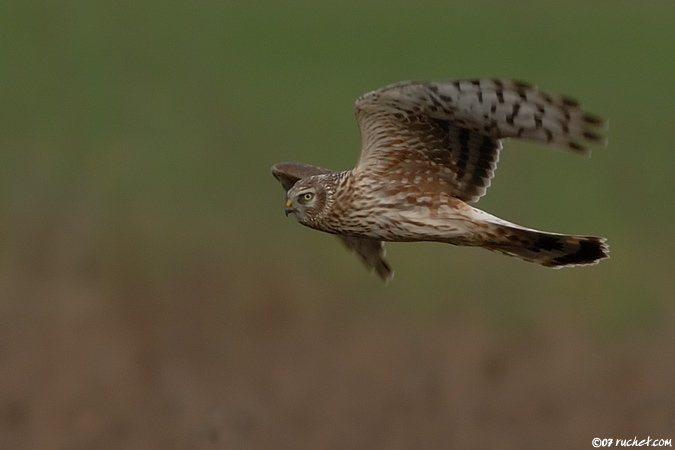 Kornweihe - Circus cyaneus