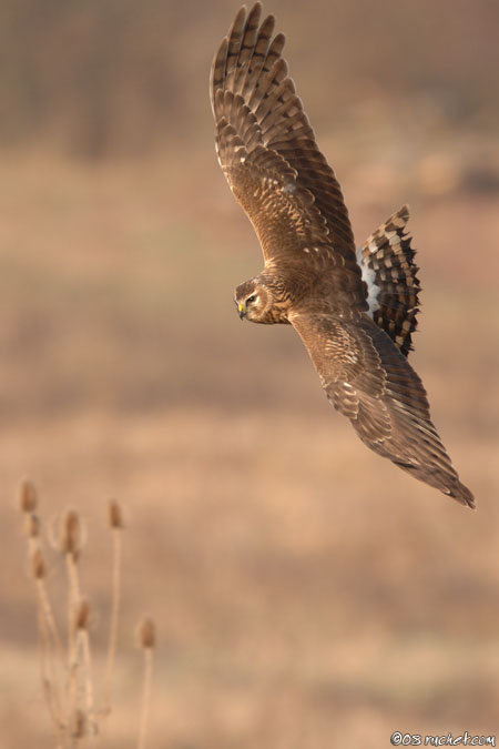 Kornweihe - Circus cyaneus