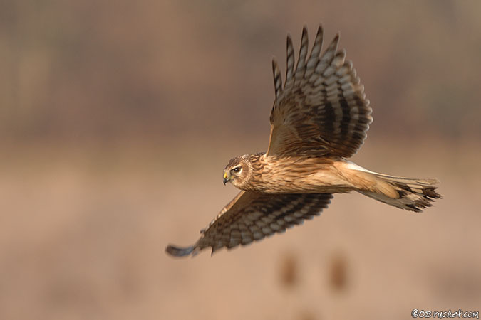 Kornweihe - Circus cyaneus