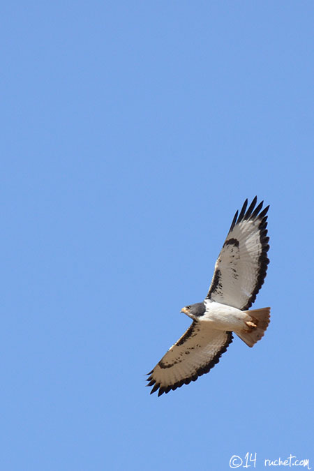 Augurbussard - Buteo augur