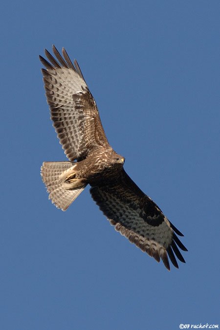 Poiana - Buteo buteo