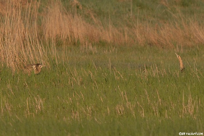 Rohrdommel - Botaurus stellaris