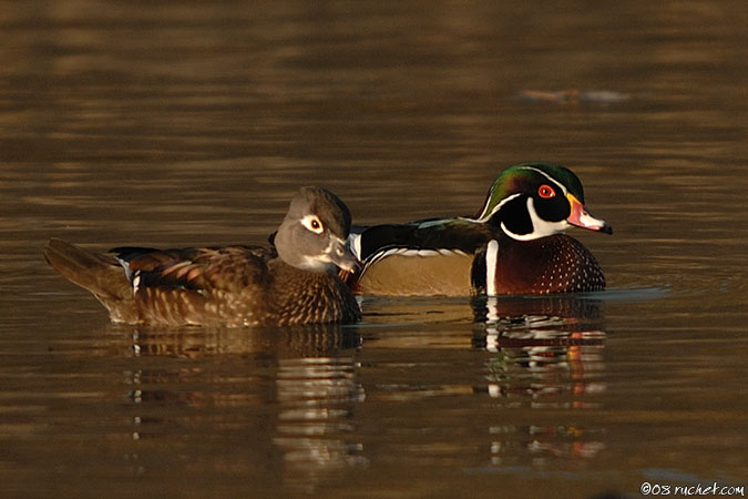 Canard carolin - Aix sponsa