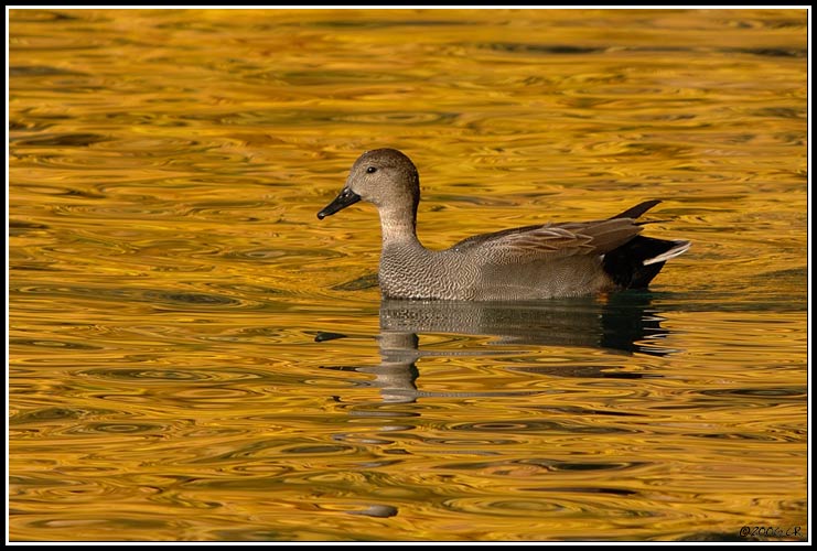 Canard chipeau - Anas strepera