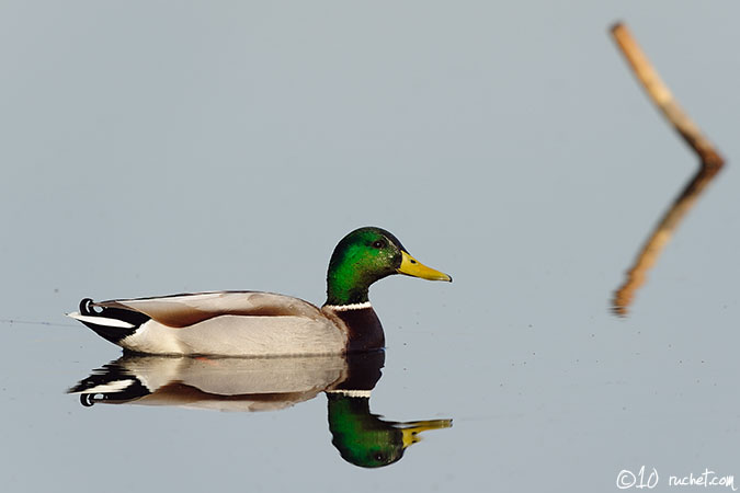 Stockente - Anas platyrhynchos