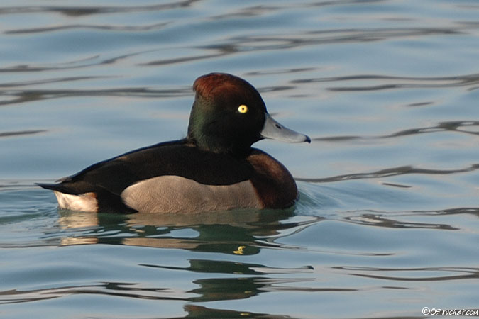 Canard hybride - Anatidae sp.