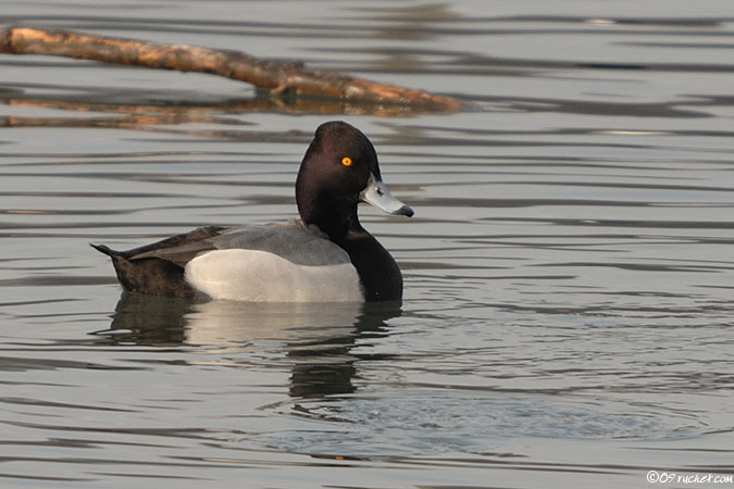 Canard hybride - Anatidae sp.