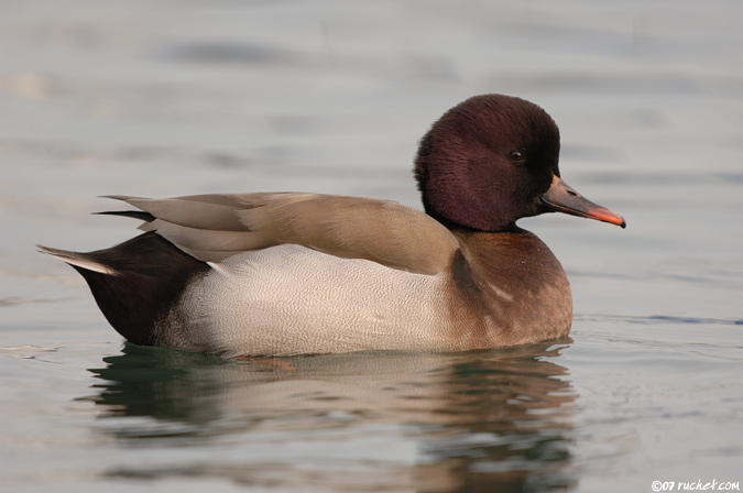 Ibridi di anatre - Anatidae sp.