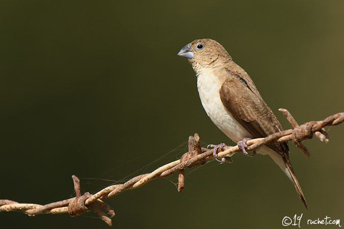 Capucin bec-d'argent - Euodice cantans