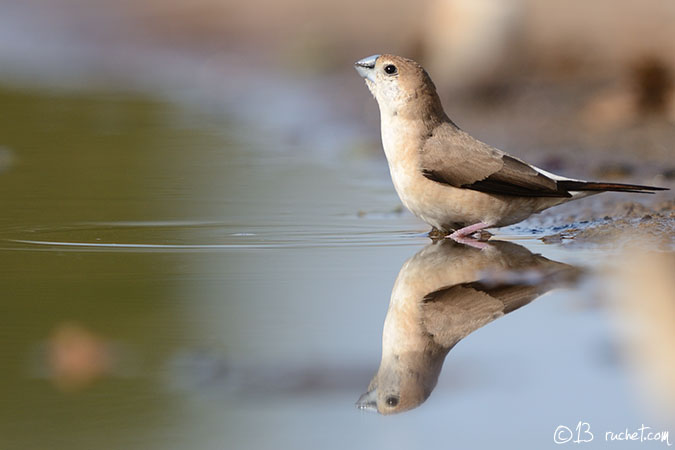 White-throated Munia - Lonchura malabarica