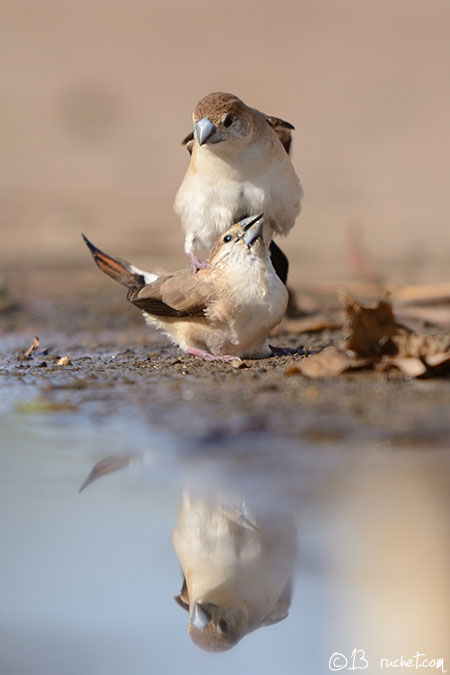 White-throated Munia - Lonchura malabarica