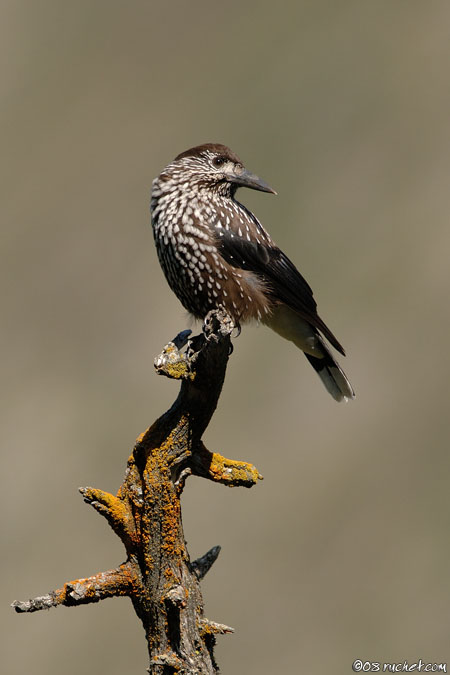 Cassenoix moucheté - Nucifraga caryocatactes