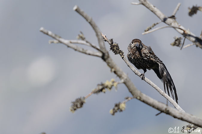 Spotted Nutcracker - Nucifraga caryocatactes