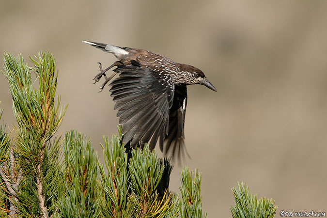 Spotted Nutcracker - Nucifraga caryocatactes