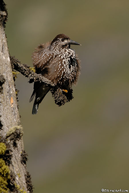 Spotted Nutcracker - Nucifraga caryocatactes