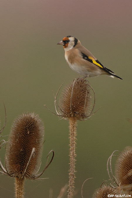 Cardellino - Carduelis carduelis