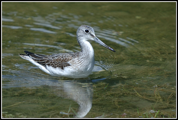 Greenshank - Tringa nebularia