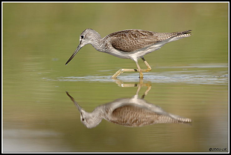 Greenshank - Tringa nebularia