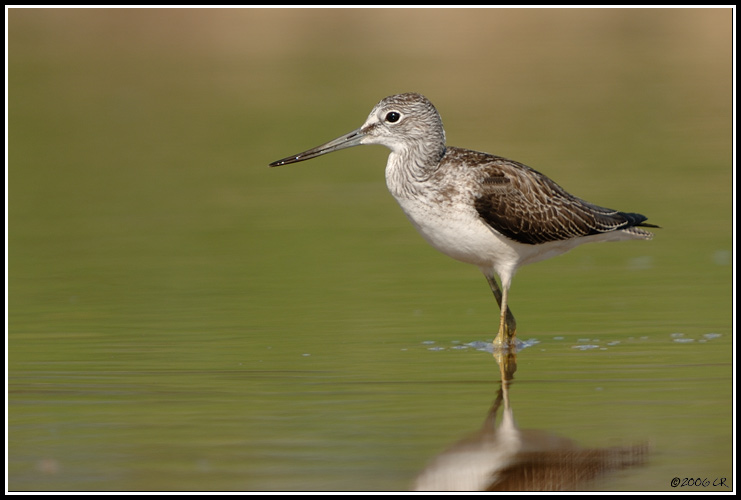 Greenshank - Tringa nebularia