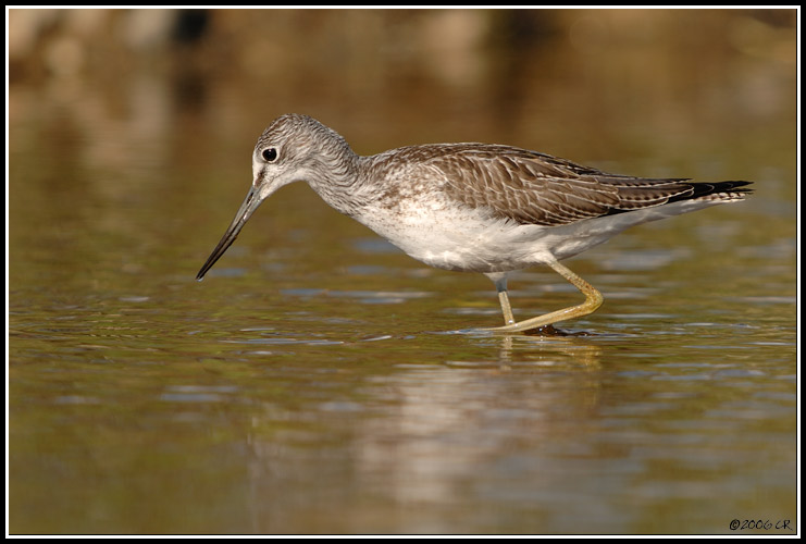 Greenshank - Tringa nebularia