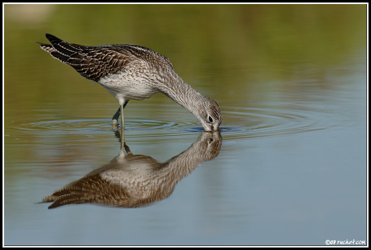 Greenshank - Tringa nebularia