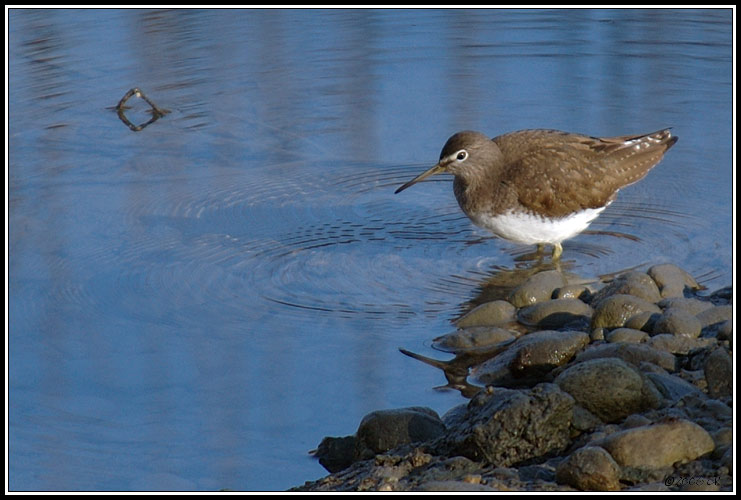Waldwasserläufer - Tringa ochropus