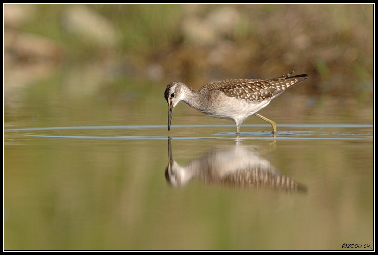 Chevalier sylvain - Tringa glareola