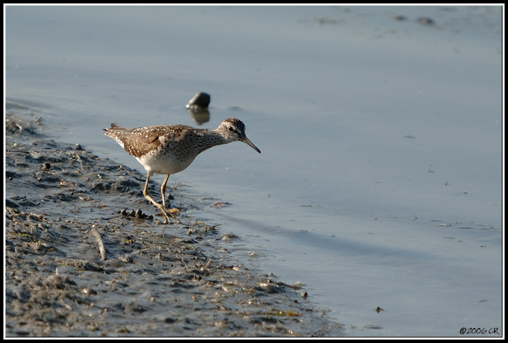 Wood Sandpiper - Tringa glareola