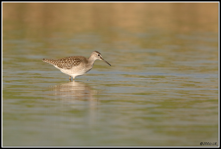 Wood Sandpiper - Tringa glareola